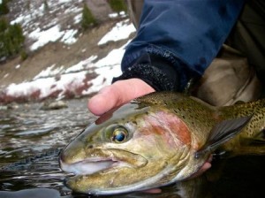 Big Provo River rainbow trout