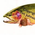 Water color cutthroat trout by Tim Johnson