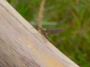 Blue Winged Olive