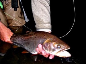 Utah cutthroat trout on mouse fly