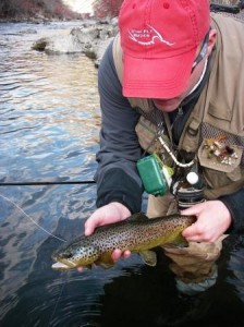 Brown trout caught fly fishing the Provo River