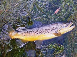 Fall Fly Fishing Provo River Brown Trout