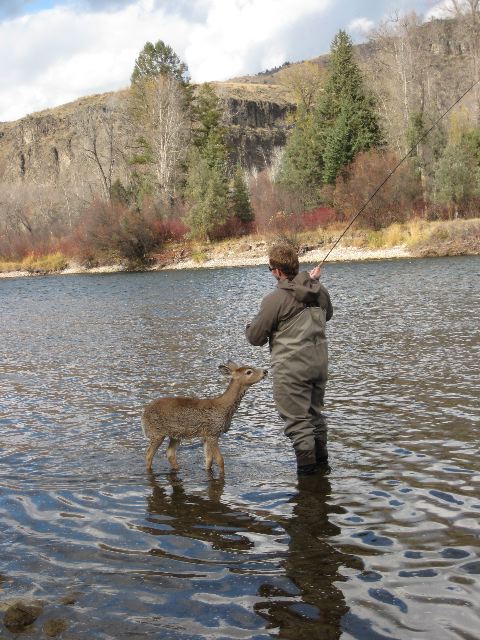 fly fishing deer